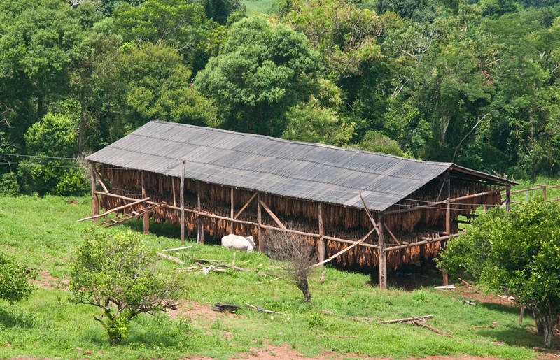 Structures for to air-cure and dry tobacco 